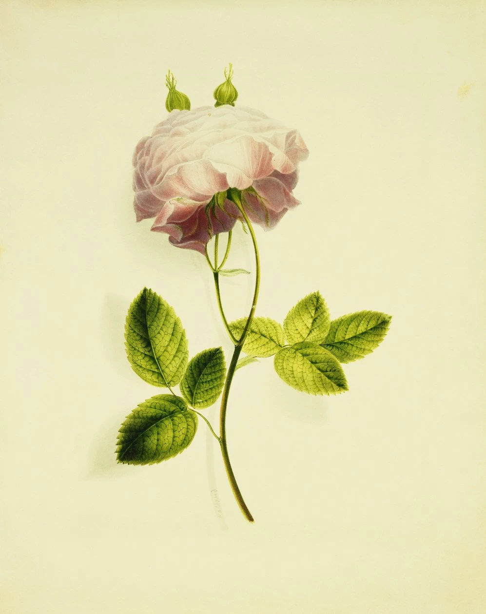 Una rosa rosa